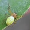 Araniella sp.